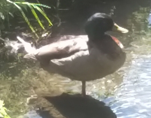 duck