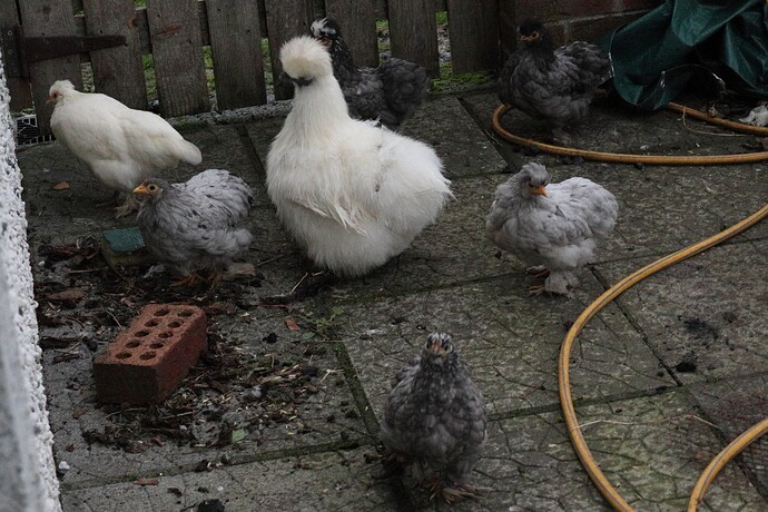 More troublemakers (small)