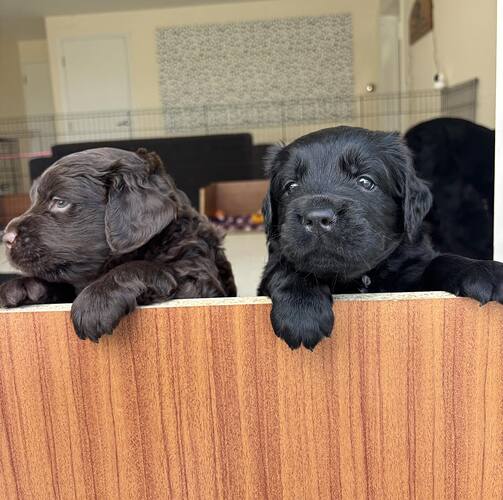 538895909_1248396227327411_6622428376911939669_n