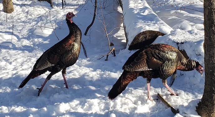 3wildturkeys