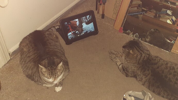 CAT-TV
