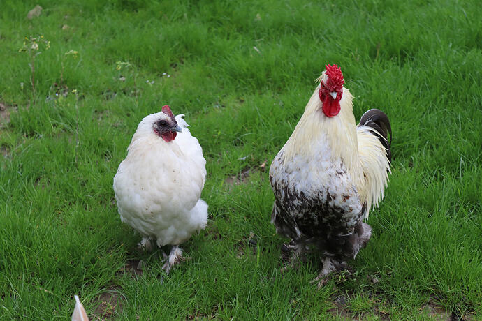 chicks13