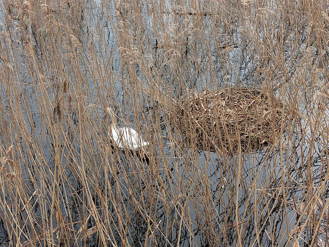 PXL_20260329_094110875.MP