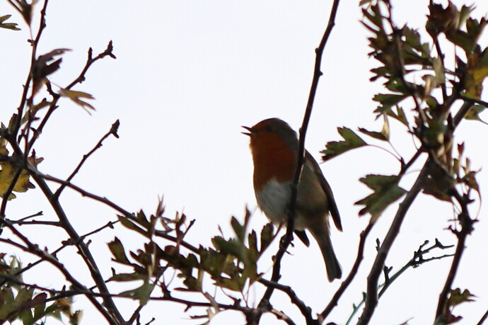 Robin in tree (final)