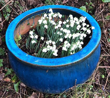 Snowdrops_20230201