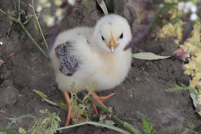 Chick_with_attitude_corr