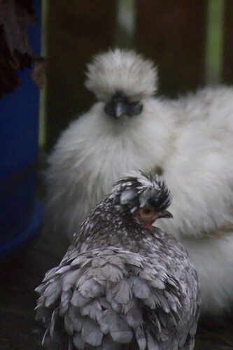 Penny & Simone (comp)