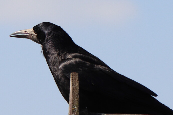 Crow1