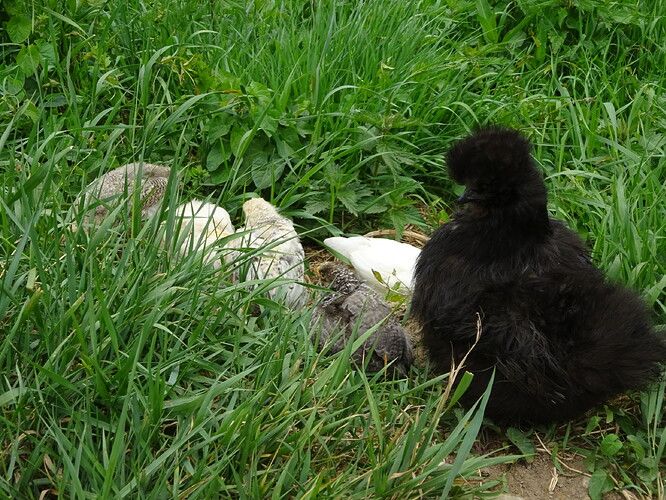 DSC00414