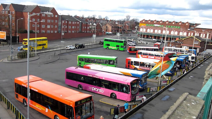 rare-bird-bus
