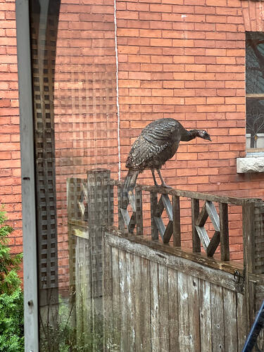 wildturkey