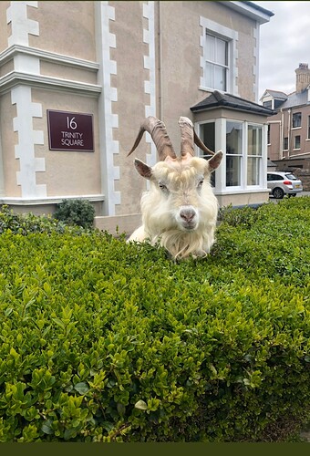 Screenshot_20200331-001925_Samsung%20Internet