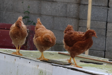 KTT chorus line