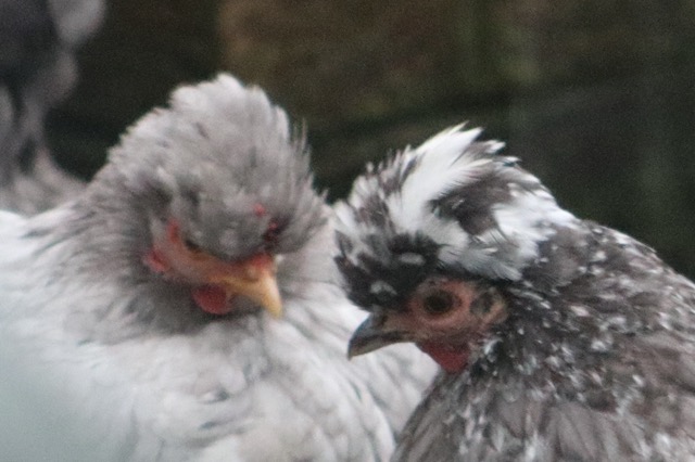 Florrie & Simone 1 (comp)