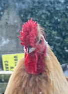 Screenshot 2022-01-28 at 19.18.28