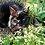 CarolineCat